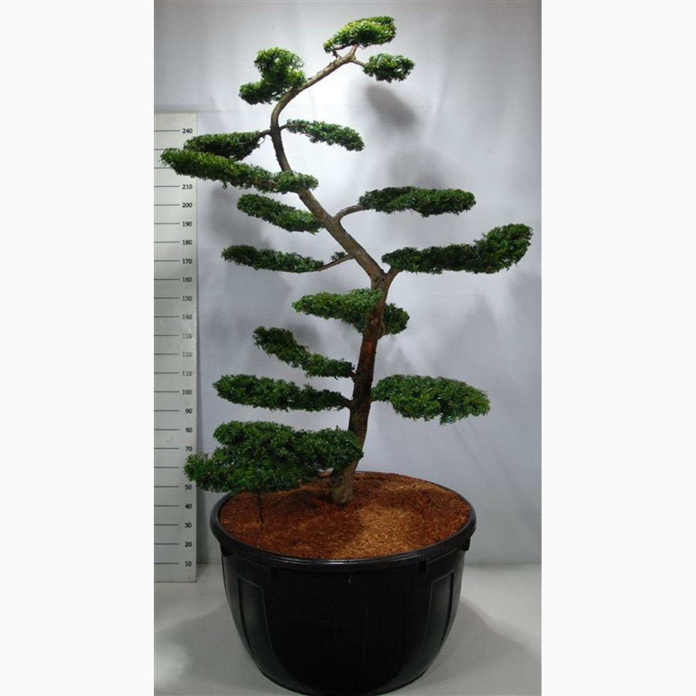 Idegran – Taxus baccata 'Summergold' - 200-225 CM Bonsai Cont.